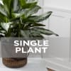 Media 1 - Single Plant