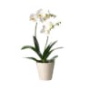 Media 1 - White Orchid