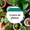 Media 1 - Florist Choice Basket of Plants