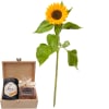 Media 1 - Un mini-sole (1 girasole) con cofanetto regalo Honey & Sweet di Bee-Family & Gottlieber