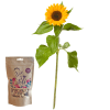 Media 1 - Es chlises Sünneli (1 Sonnenblume) mit stoli-Nüssen – Fleurop Edition
