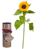 Media 1 - Es chlises Sünneli (1 Sonnenblume) mit Gottlieber Cacaomandeln und «Happy Birthday»-Anhänger