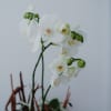 Media 4 - Magia (orchidea con vaso)