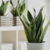 Media 5 - Sansevieria with Van den Berg 