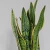 Media 4 - Sansevieria