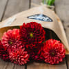 Media 4 - Blooms for you «Michelle»