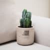 Media 5 - Voici Max (Myrtillocactus)