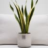 Media 4 - This is Harry (Sansevieria laurentii)