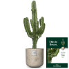 Media 1 - Das ist Bruce (Euphorbia)