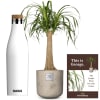 Media 1 - Questo è George (Beaucarnea recurvata) con borraccia di SIGG Meridian White 0.5L