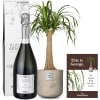 Media 1 - Das ist George (Beaucarnea recurvata) mit Prosecco Albino Armani DOC (75 cl)