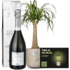 Media 1 - Männerpflanze «Das ist George» (Beaucarnea recurvata) mit Prosecco Albino Armani DOC (75 cl)