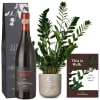 Media 1 - Questo è Hulk (Zamioculcas zamiifolia) con Amarone Albino Armani  DOCG (75 cl)