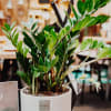 Media 2 - This is Hulk (Zamioculcas zamiifolia) with Amarone Albino Armani  DOCG (75 cl)