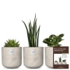 Media 1 - Set de plantes «baby» pour hommes