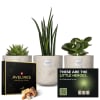 Media 1 - Set of baby plants for men «Little Heroes» with Avelines pralines from Maestrani