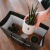 Media 3 - Set de plantes «baby» pour hommes