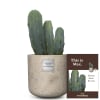 Media 1 - Voici Max (Myrtillocactus)