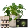 Media 1 - Männerpflanze «Das ist Neil» (Pilea peperomioides) mit Honig Geschenk-Set von Bee-Family