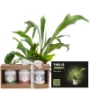 Media 1 - Männerpflanze «This is Jimmy» (Platycerium bifurcatum) with Gottlieber tea gift set
