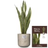 Media 1 - This is Harry (Sansevieria laurentii)