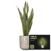 Media 1 - Männerpflanze «Das ist Harry» (Sansevieria laurentii)