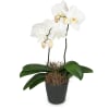 Media 1 - Weiße Orchidee (Phalaenopsis)