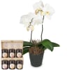 Media 1 - White Dream (Orchidee) mit Honig Geschenk-Set von Bee-Family