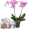 Media 1 - Pink Dream (orchid) with Gottlieber tea gift set and hanging gift tag «Thank You»