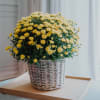 Media 3 - Autumn Magic (yellow chrysanthemum)