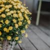 Media 4 - Autumn Magic (yellow chrysanthemum)