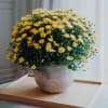 Media 3 - Autumn Mood (yellow chrysanthemum)