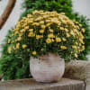 Media 2 - Autumn Mood (yellow chrysanthemum)