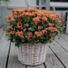 Media 2 - Herbstzauber (Chrysantheme orange) mit Honey & Sweet Geschenkbox von Bee-Family & Gottlieber