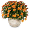 Media 1 - Autumn Mood (orange chrysanthemum)