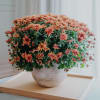 Media 2 - Herbststimmung (Chrysantheme orange)