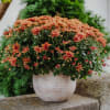 Media 3 - Autumn Mood (orange chrysanthemum)