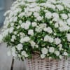 Media 4 - Autumn Magic (white chrysanthemum)