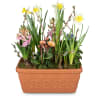 Media 1 - Plant Pot Cheerful Little Spring Garden