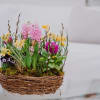 Media 5 - Planted Basket Colorful spring wreath