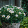 Media 3 - Airy & Light (potted marguerite)