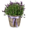 Media 1 - Lavender «Scented Summer Greeting»