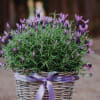 Media 3 - Lavender «Scented Summer Greeting»