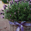 Media 5 - Lavender «Scented Summer Greeting»
