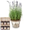 Media 1 - Profumo di Provenza (lavanda) e set regalo con diversi tipi di miele di Bee-Family