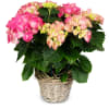 Media 1 - Vintage Charm (pink hydrangea)