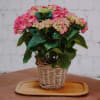 Media 3 - Vintage Charm (pink hydrangea)