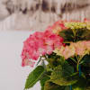 Media 4 - Vintage Charm (pink hydrangea)