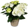 Media 1 - Vintage Charm (white hydrangea)