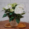 Media 4 - Charme vintage (hortensia blanc)